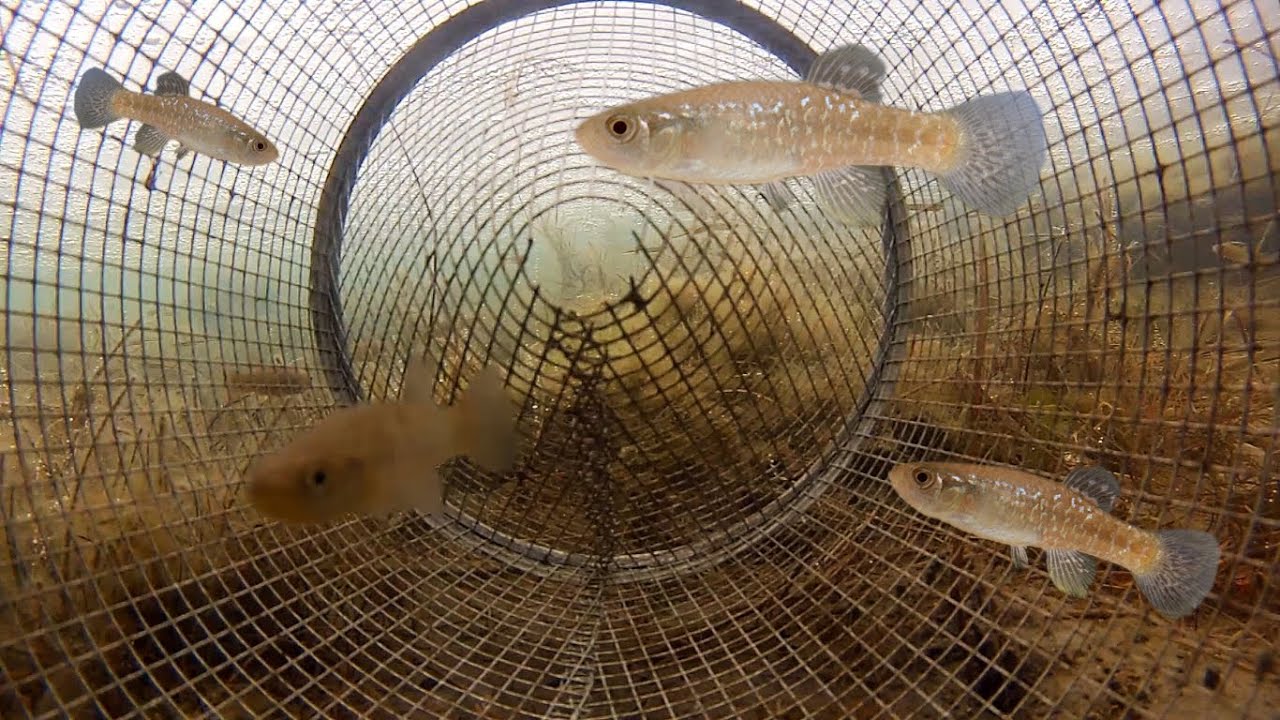 Catching Fish from Inside a Minnow Trap POV (under ice)