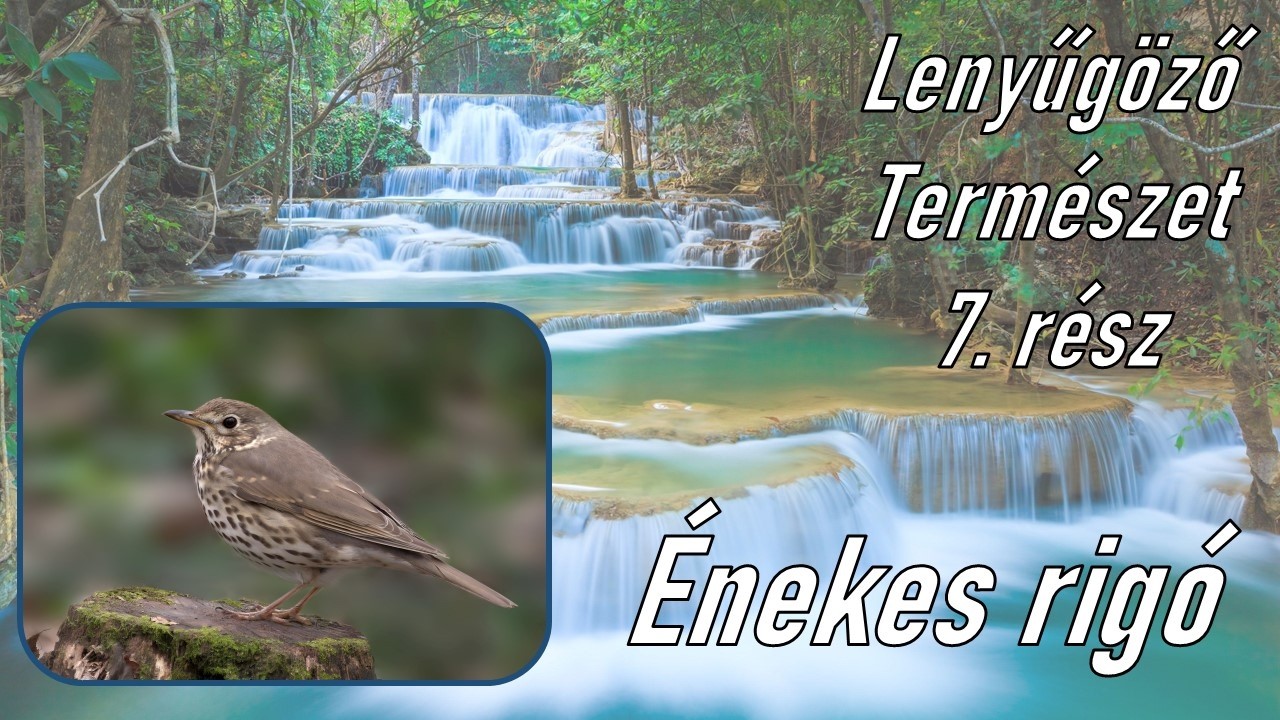Lenyűgöző természet, 7. rész; Énekes rigó