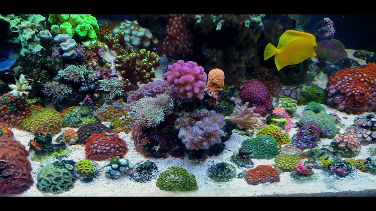 Irrayoli Reef - Acuarios Marinos de Sevilla