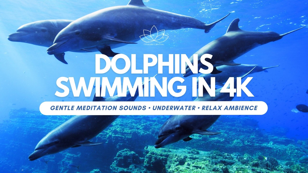 Dolphins Swimming in 4K | Calming Ocean Meditation Music