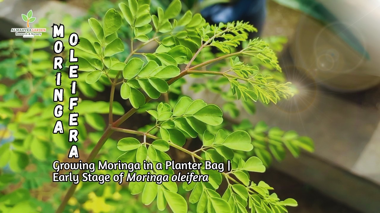 Growing Moringa in a Planter Bag | Early Stage of Moringa oleifera #fyp #garden #gardening #moringa