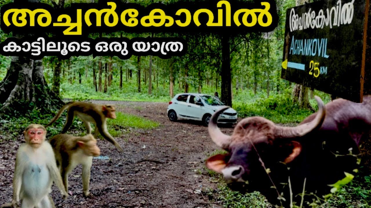 Achankovil forest | achankovil temple | Punaloor to achankovil