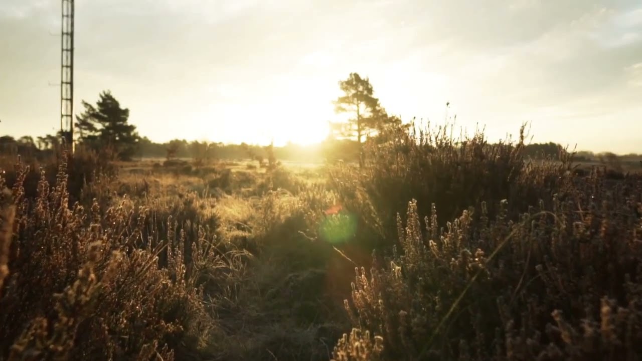 Sonidos del Amanecer en el Campo || RELAX ||. Zen || Country Soun.