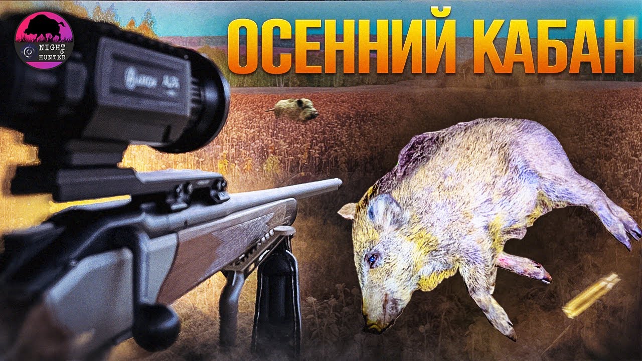 Сахарный кабан. Сентябрь 2023. Оренбургская область.