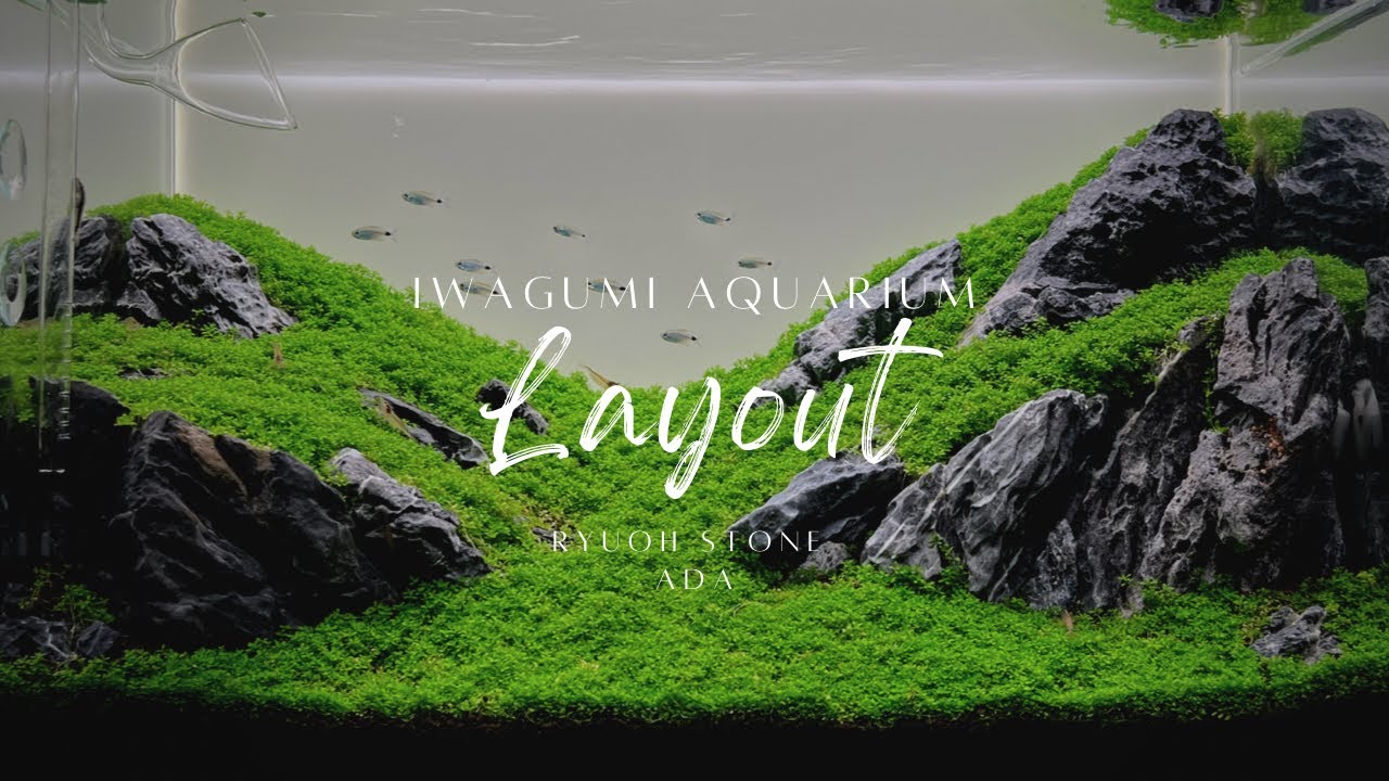 【アクアリウム】龍王石の山岳レイアウト　ADA 60水槽【水草水槽】