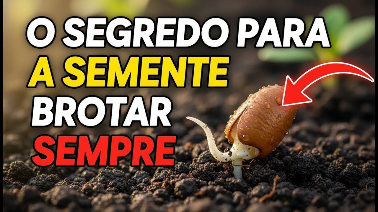 A Semente Não Acorda Sozinha: O “Gatilho” Real da Germinação