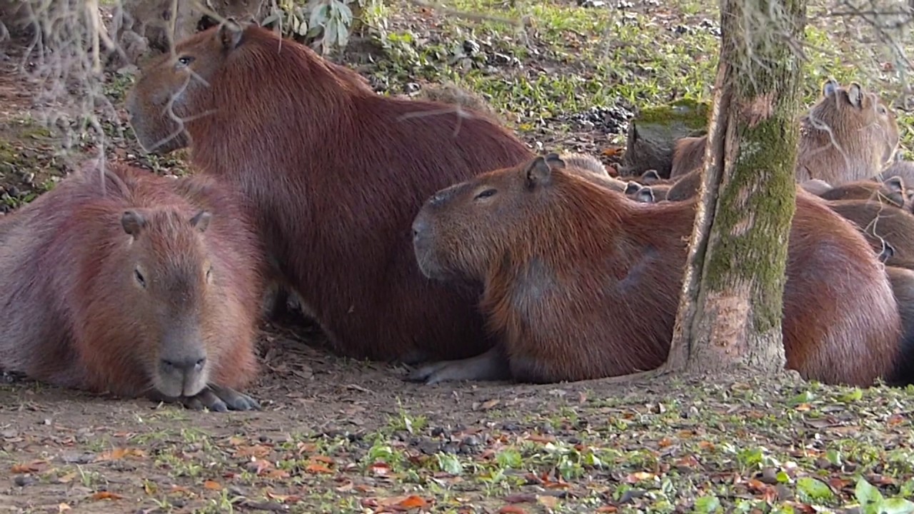 fauna brasileira CAPIVARAS FOFAS animais selvagens silvestres bicho do pantanal brazilian brazil