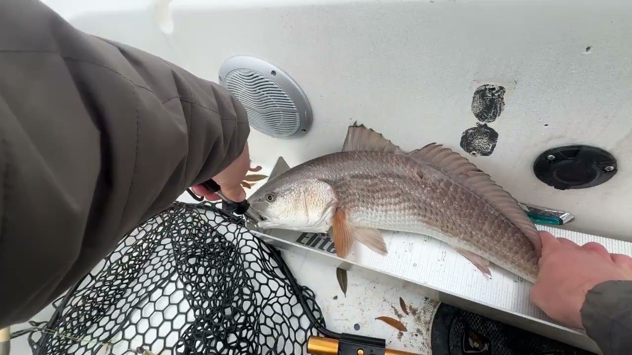 Redfish madness Georgetown,SC: tournament day