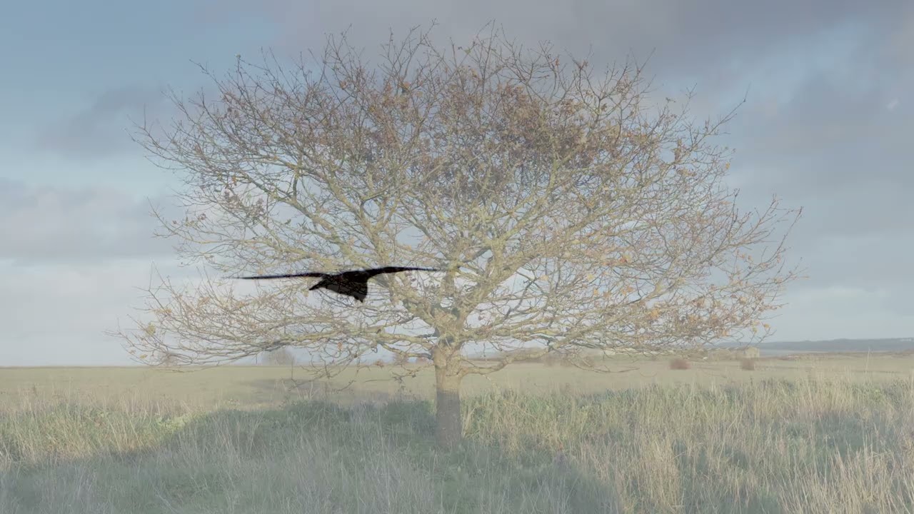 Salisbury Plain 231125