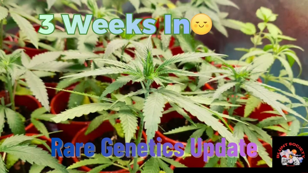 Pheno Hunt Update 🔥 3 Weeks In | Elite Genetics Showing Their Colors