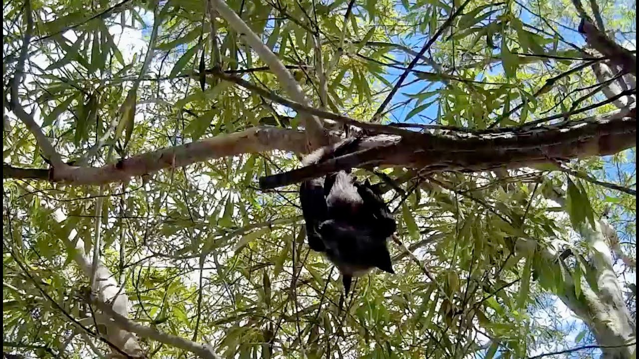 Rescuing a baby flying-fox alone in a tree;  this is Purpule Poirot