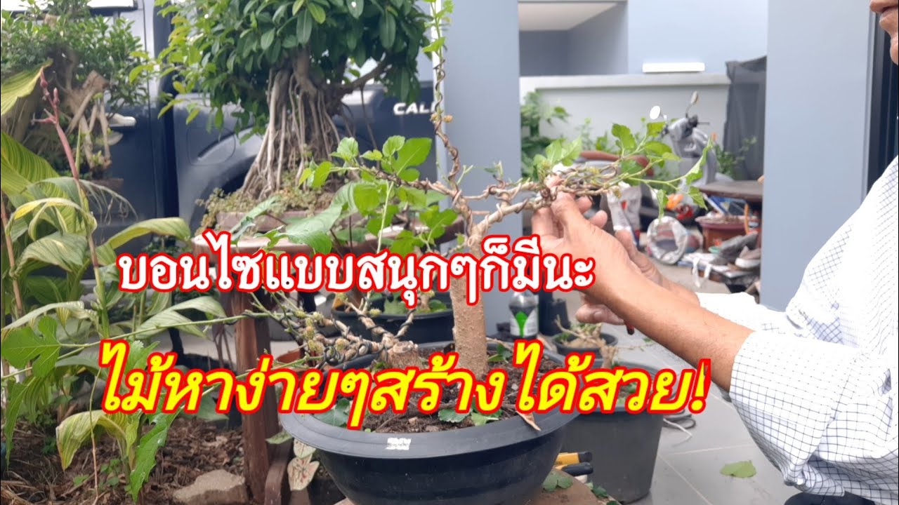 บอนไซไม้สนุกง่ายๆ ต้นหม่อน มัลเบอร์รี่ ไม้ข้างบ้านริมสวนของเรา