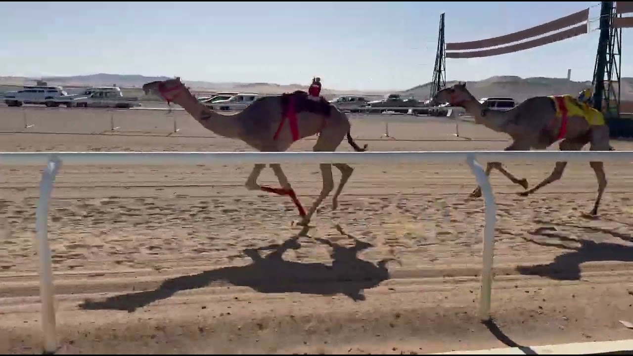 سباق الميادين السادس الشوط الرابع قعدان جذاع الـزير لـ بسام مطلق الحـر العطوي ٨:٤
