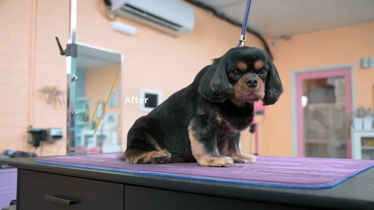 Cavalier Puppy Cut