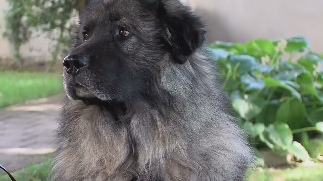 Шарпланинец - автохтона раса овчарско куче, кое доаѓа од планинските масиви на Шар Планина