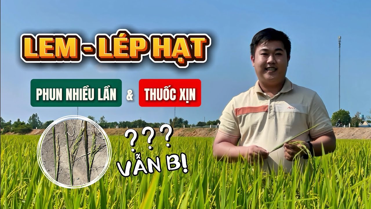 TRƯỜNG TÁNH: Tại Sao Phun Thuốc Xịn Giai Đoạn Trổ Lúa Vẫn Bị Lem Lép Hạt?