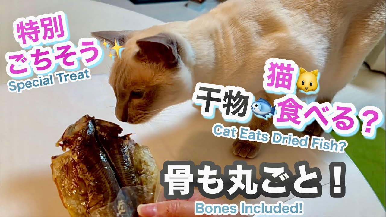 トンキニーズ🐱猫に干物を骨ごとあげてみたら…まさかの展開でした🐟Giving my cat a dried fish with bones…unbelievable reaction
