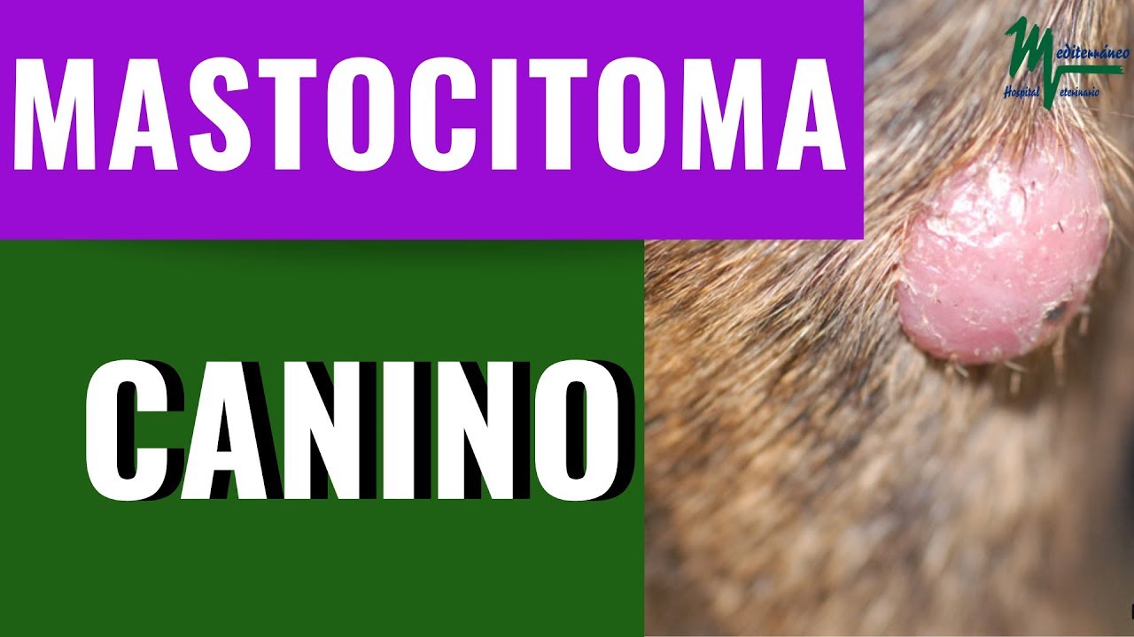 MASTOCITOMA CANINO/C&Aacute;NCER EN PERROS/QU&Eacute; ES EL MASTOCITOMA