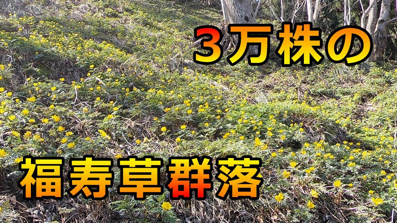 【満開】七二会小坂の福寿草群生地 3万株の群落【長野県長野市】