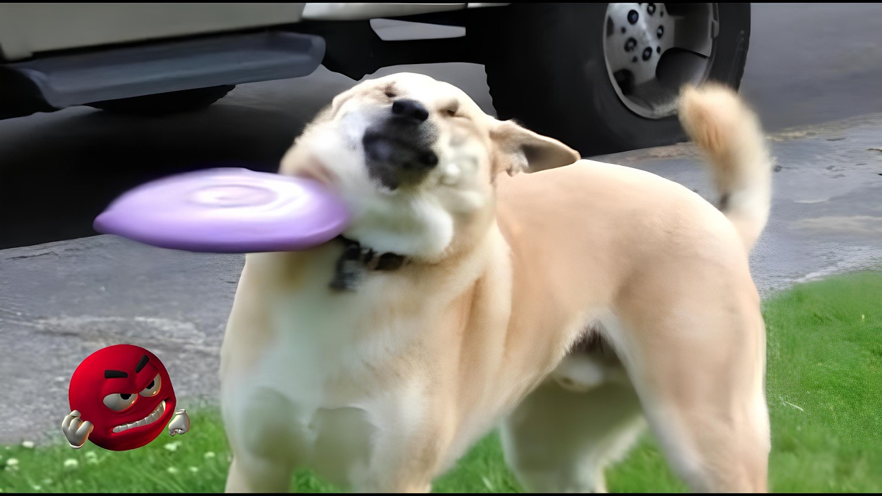 Funniest Animal Moments That'll Make You Smile 😂 Funny Animals Compilation!