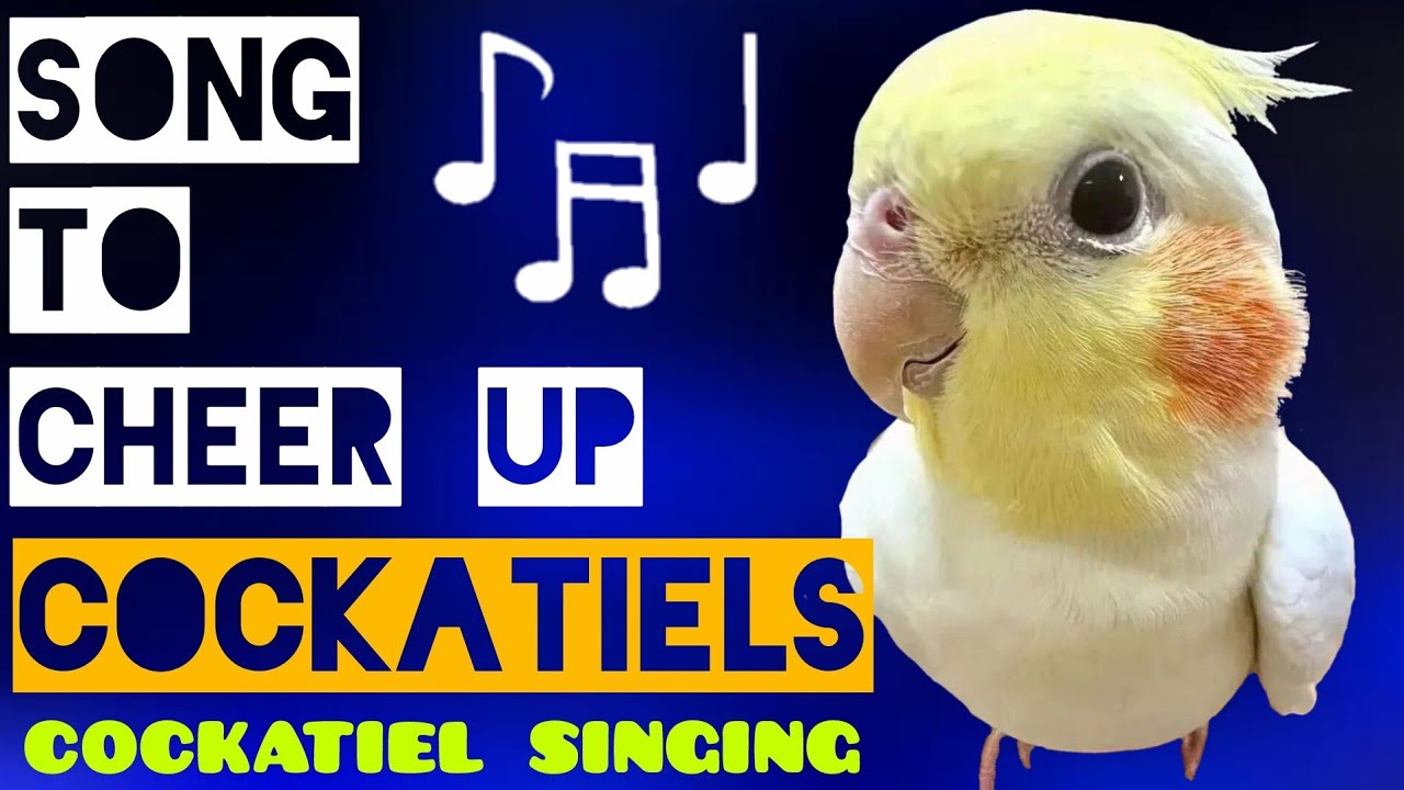 COCKATIEL SINGING - 1 hour of Cockatiels singing to cheer up your cockatiel - Whistles for cockatiel