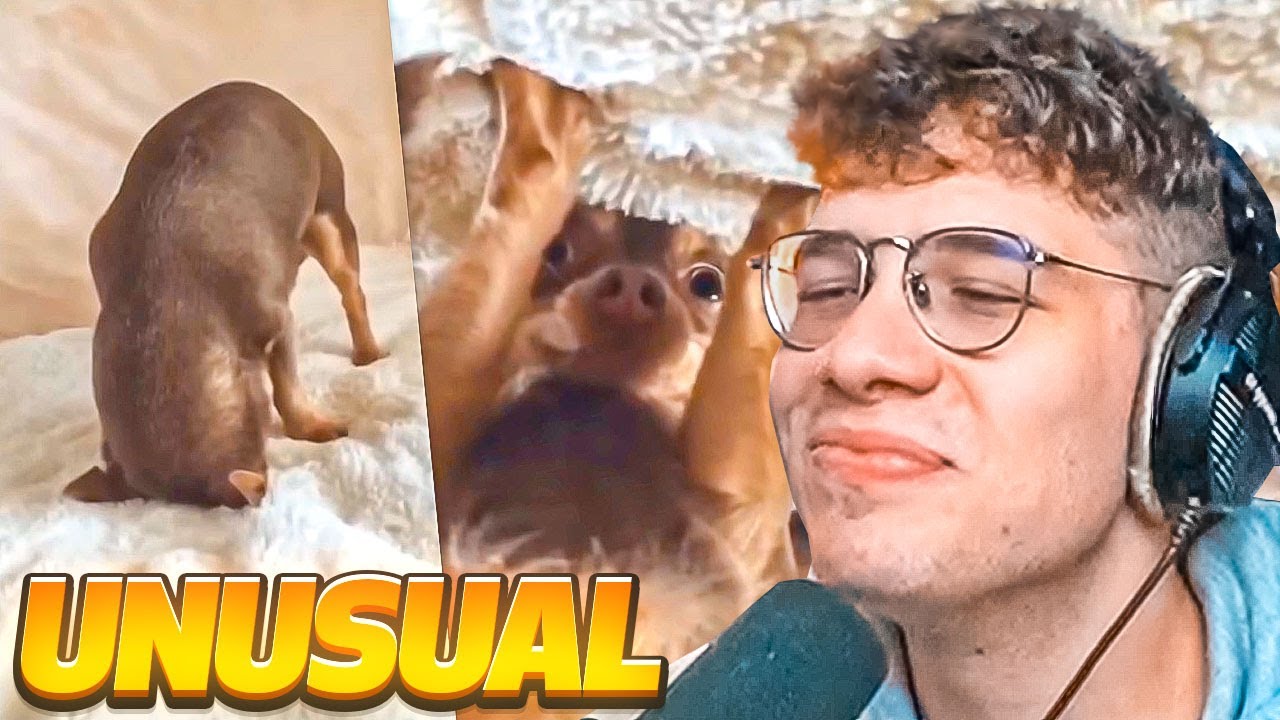 LOS MEJORES MEMES QUE VI EN MUCHO TIEMPO 🤣