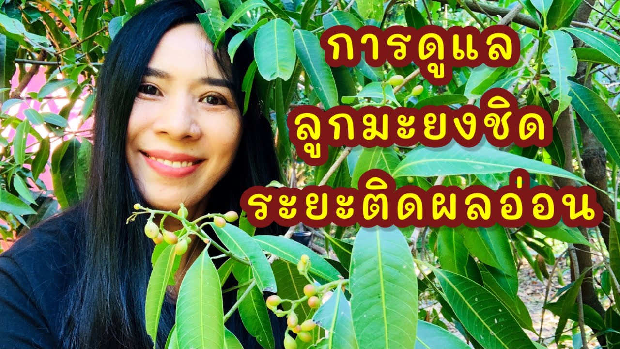 การดูแลลูกมะยงชิด มะปราง ระยะติดผลอ่อน ช่อร่วงโรยเป็นเป็นสีดำแล้ว