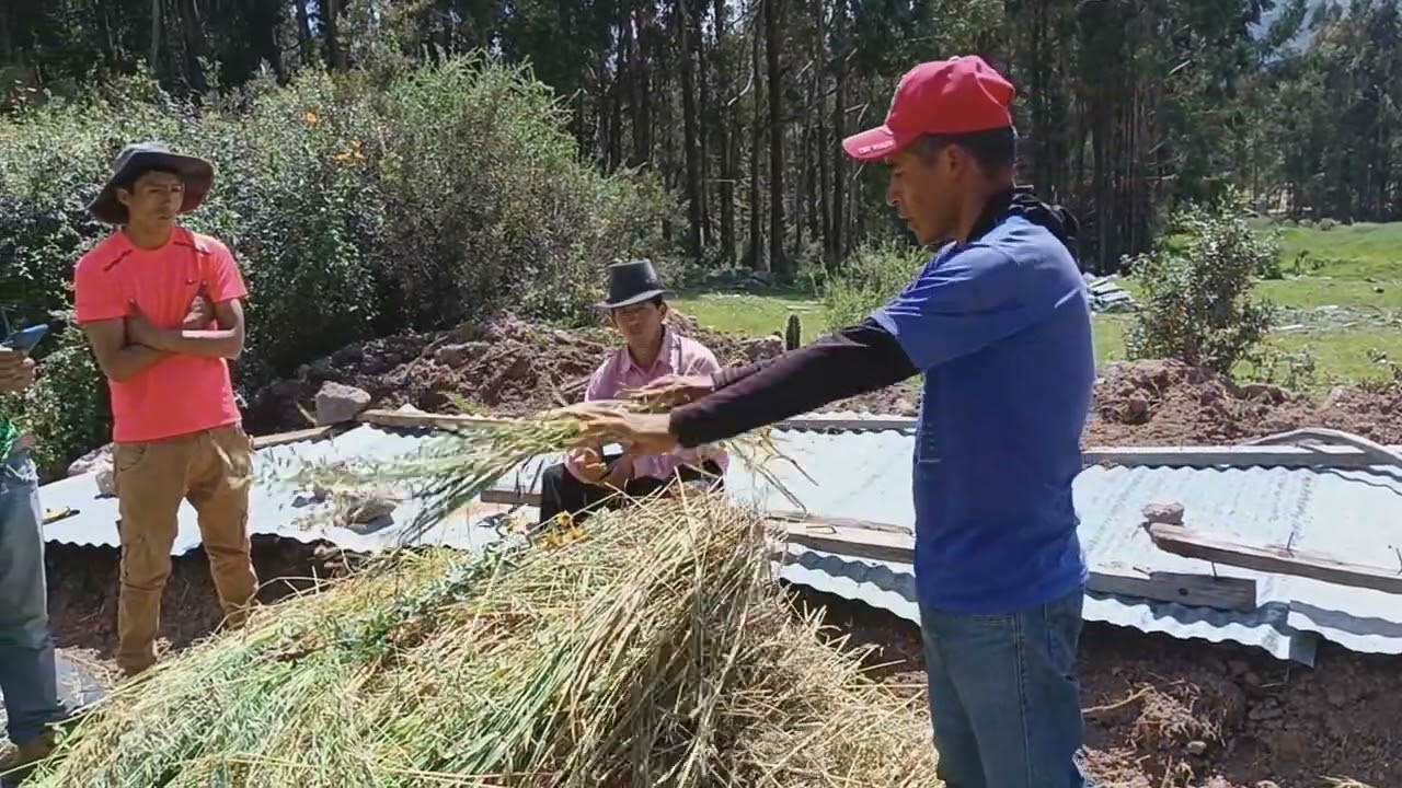 ENSILADO DE AVENA EN SUPERFICIE Y EN BOLSAS DE PLASTICO