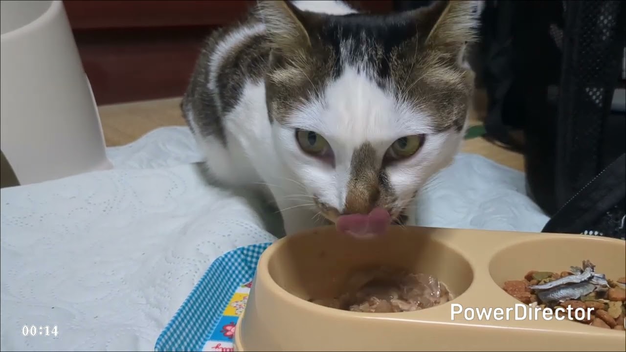 ニャアの夕食タイムトライアル(20260203)