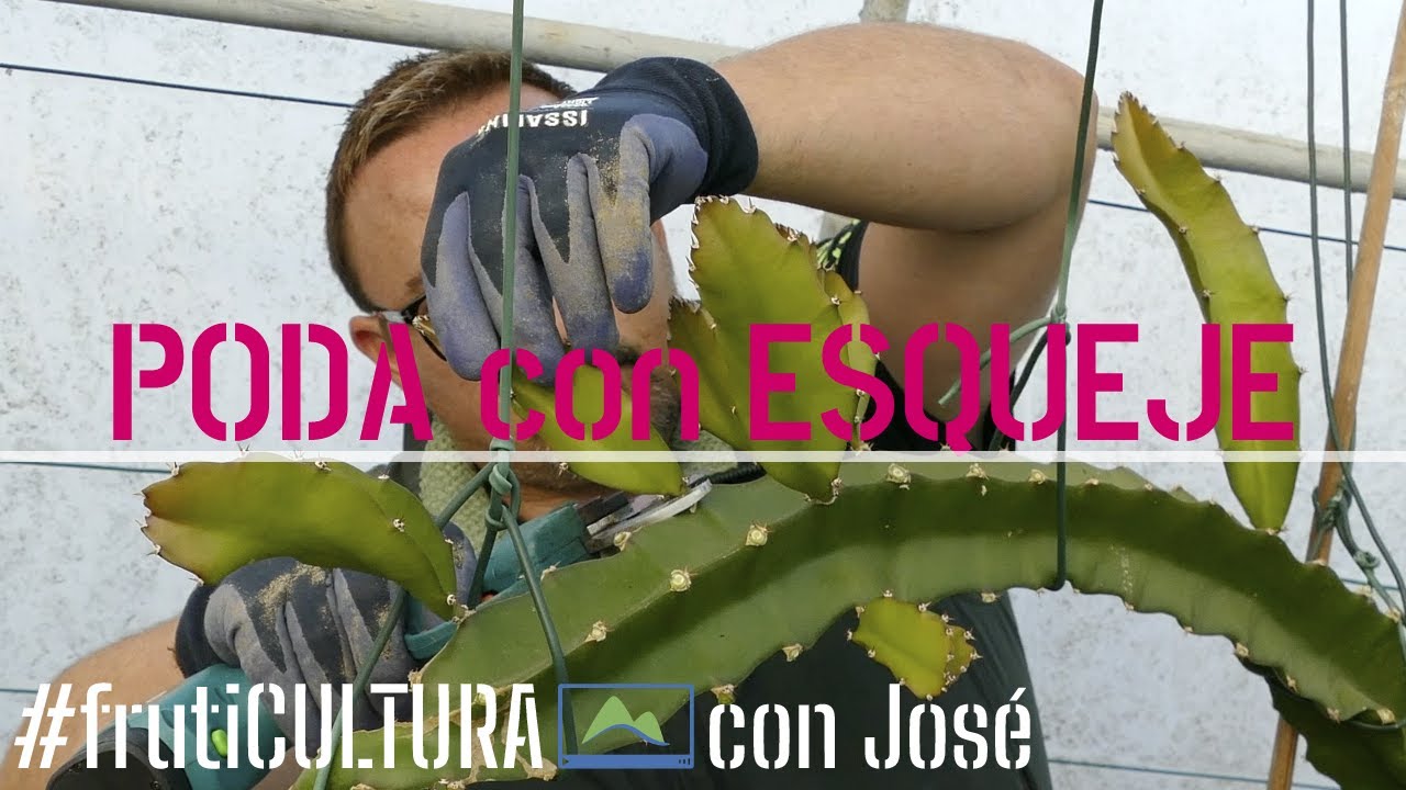 PODA de formación en la PITAHAYA con ESQUEJES de Primavera #LdN frutiCULTURA