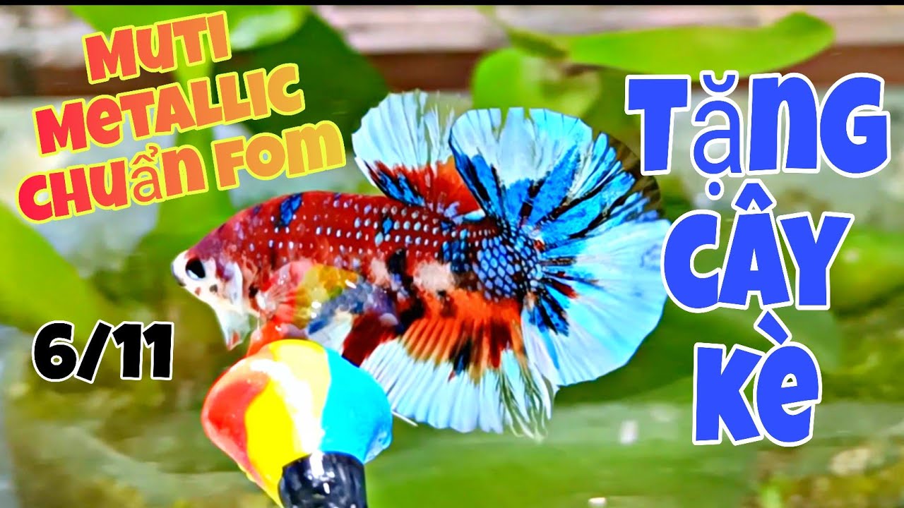 Đợt cá Betta Muti Metallic - Size Nhỏ + Size Giant Khổng Lồ 6/11 | Chuyên cung cấp Betta Giống 🇻🇳✈️🌎
