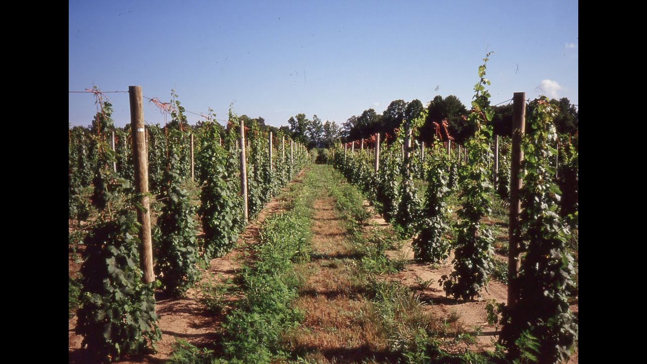 Pruning Grapevines Before the Second Growing Season - Grape Video #26