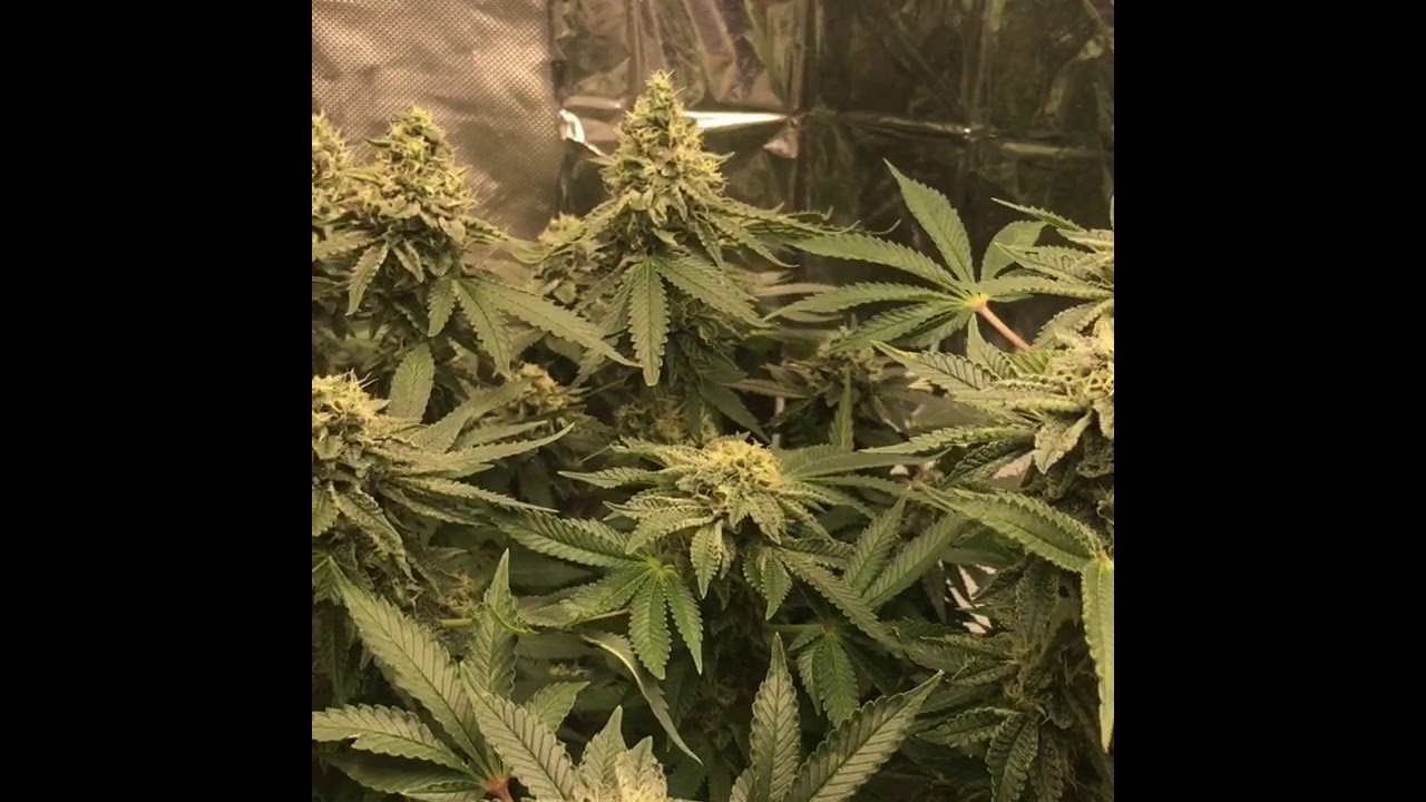 GSC Organic Grow week 7 flowers Mars hydro ts 600 grow light canagrow 35watt led