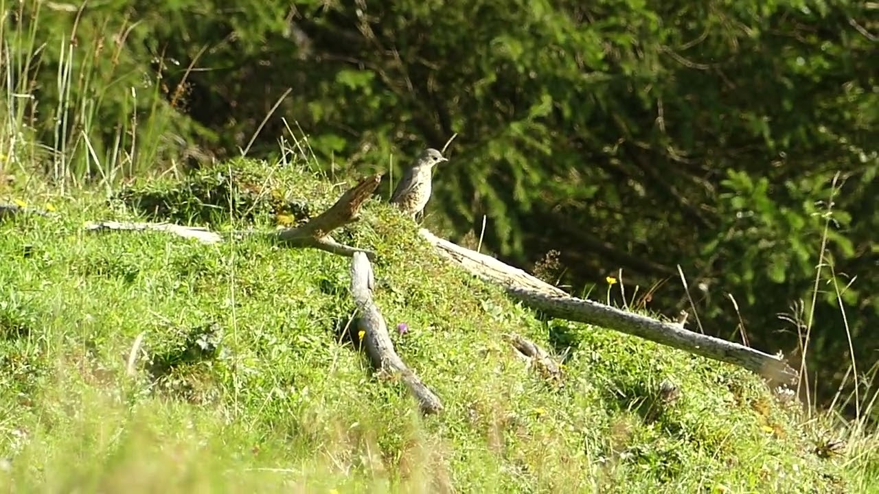 the mistle thrush - Die Misteldrossel