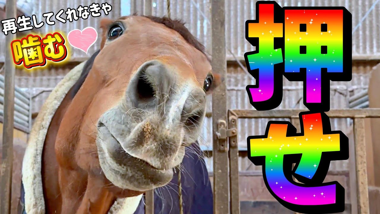 動画再生を押したらボーナス確定です的なタイトルを付けたい。（クリックしたくなるタイトル・可愛さボーナス確定！的な奴）【ツルマルボーイ様のシモベ】