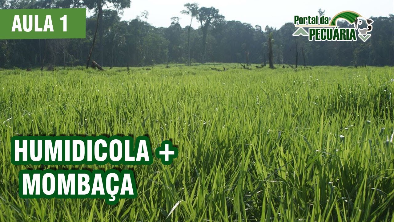 Humidicola + Mombaça. Parte 1