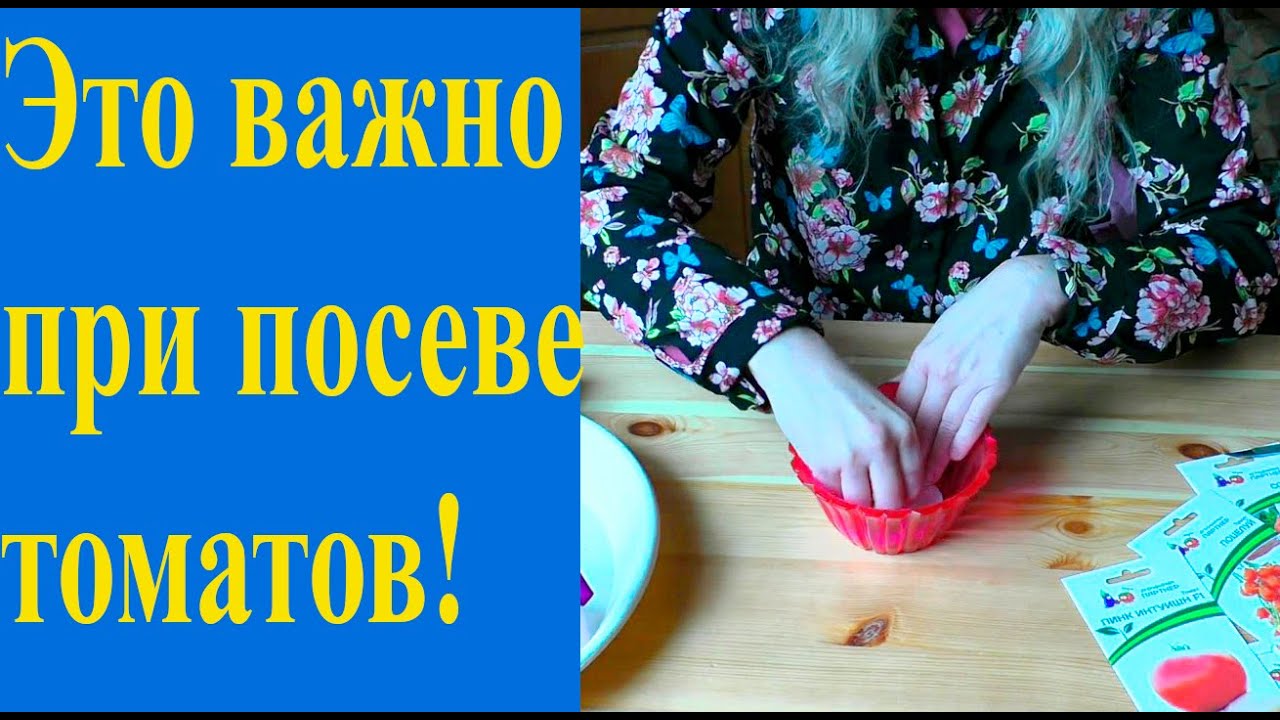 Особенности посева томатов на рассаду