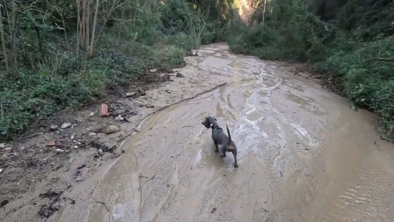 Pure Nature ASMR: Walking Through a Creek with Tommy the Dachshund 🌿🐕 | Relaxing Water & Birds