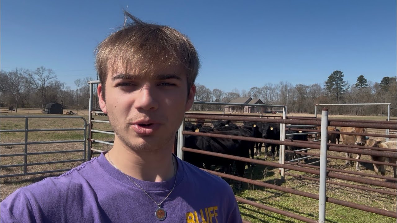 WORKING MY FALL ANGUS CALVES