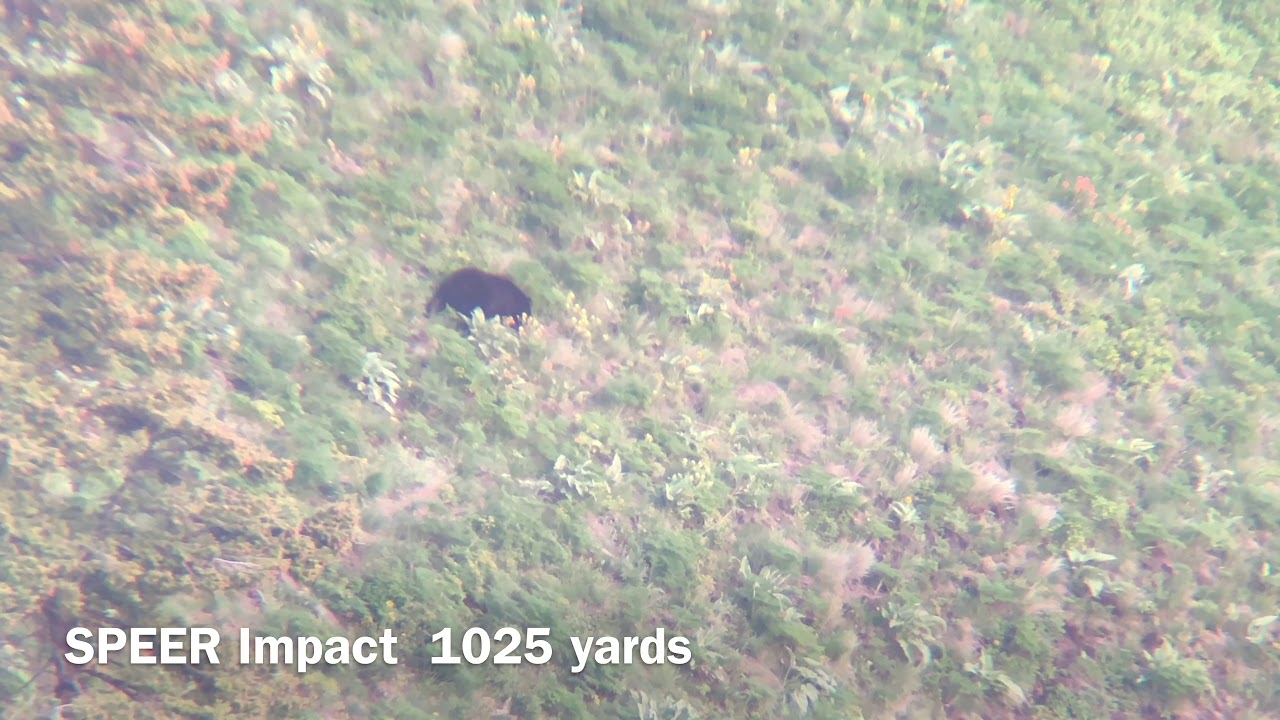 Speer Impact Test: Black Bear