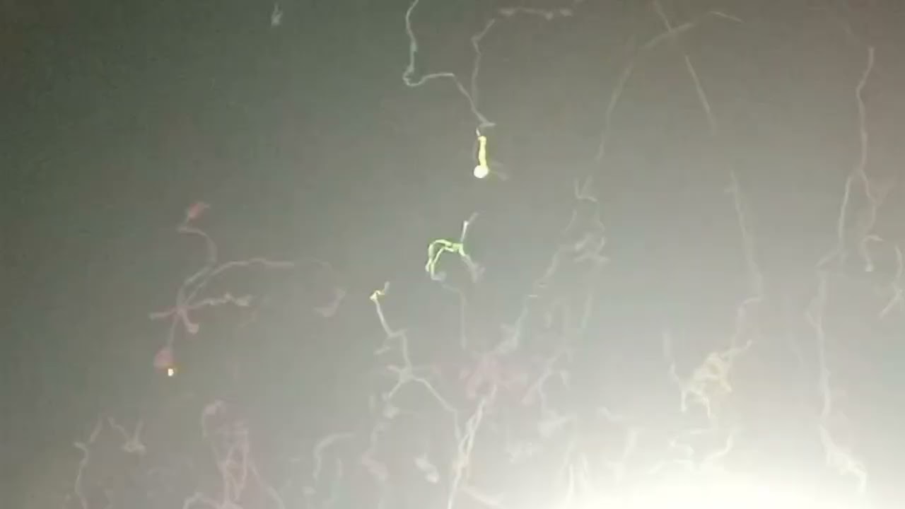 OG song by S S Thaman 🤩🎤