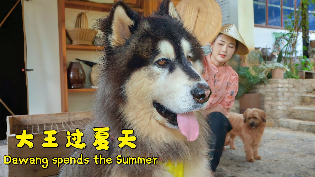 Dawang spends the Summer | 大王过夏天【阿盆姐家的大王】