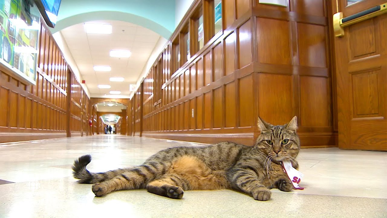 This is the coolest cat on SMU's campus