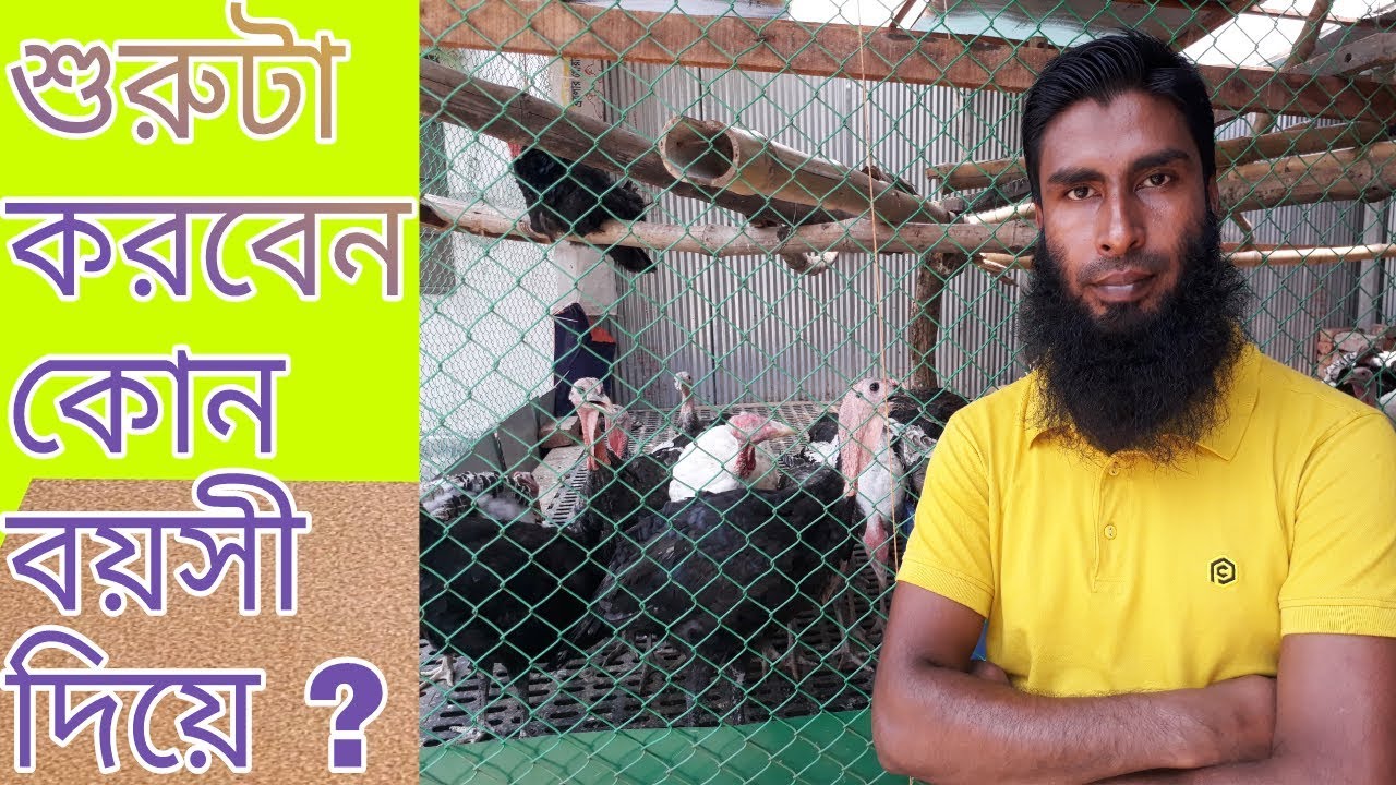 Turkey farming started by with which ages Bird । কোন বয়সী টার্কি দিয়ে ফার্ম শুরু করবেন
