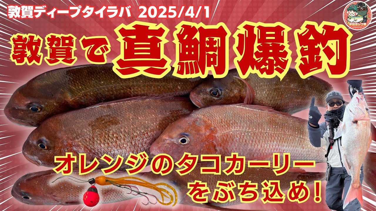 敦賀 ディープタイラバ 2025年4月1日　ノッコミシーズン到来　真鯛爆釣で竿頭でした　ビンビンスイッチとタコカーリーの最強コンビ　一美丸　＃敦賀　＃デープタイラバ　＃タコカーリー　＃ビンビンスイッチ