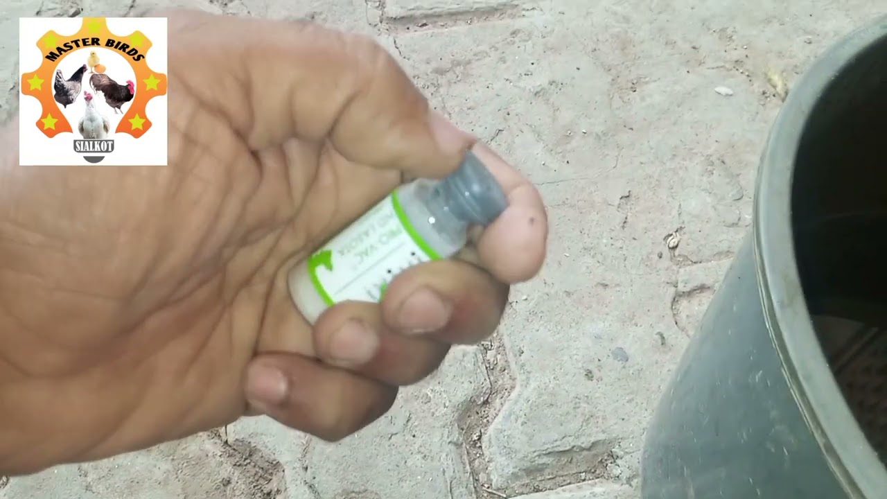 ND Lasota Vaccine Done | Master Birds | Chicks Protection Complete 💉🐥