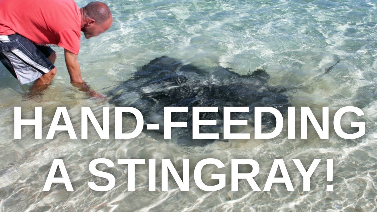 Hand-feeding a Huge Stingray at the beach in Fuerteventura!