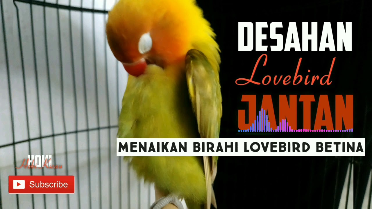 Masteran birahi jantan mau kawin bagus buat menaikan birahi lovebird betina