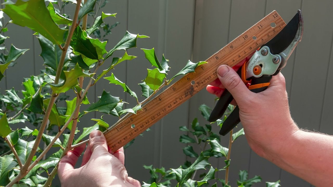 Plant Propagation Using Cuttings-Holly