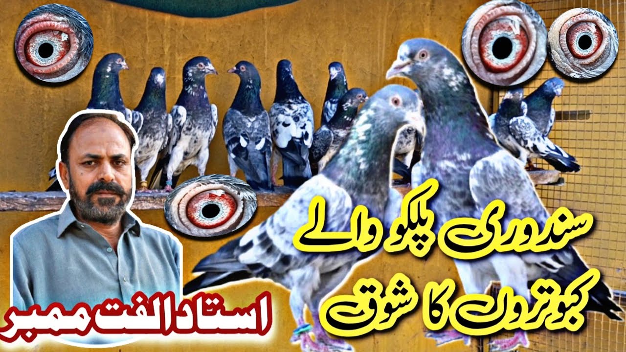 USTAD ULFAT MEMBAR || SANDORI PALKO WALY KABOTARO KA SHOQ || SUBSCRIBE ZAROR KARE... 